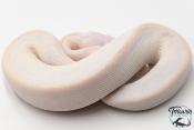 Python Royal - Python regius Leucistic