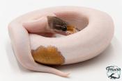 Python royal - Python regius Piebald Mojave
