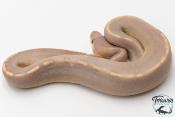 Python royal - Python regius Banana Black Pastel Mojave