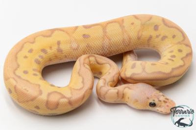 Python royal - Python regius Banana Clown Pastel