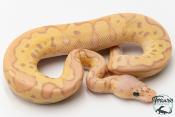 Python royal - Python regius Banana Clown Pastel