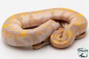 Python royal - Python regius Banana Sugar