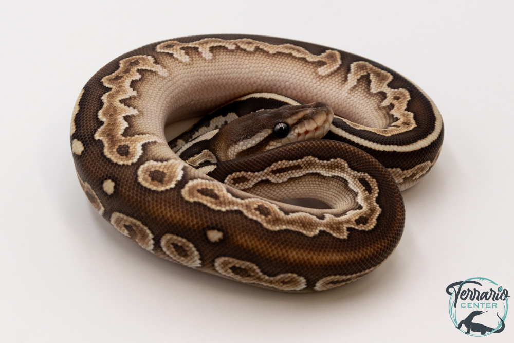 Python royal - Python regius Black Pastel Butter