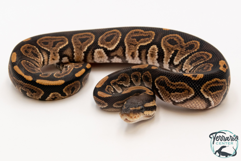 Python royal - Python regius Black Pastel