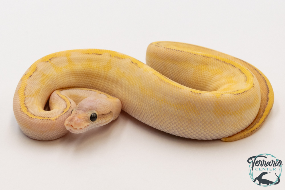 Python regius Highway Lemon Blast