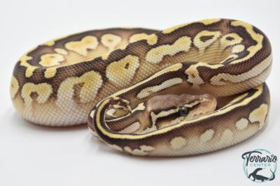 Python royal - Python regius Butter Pastel