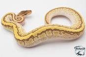 Python royal - Python regius Butter Pinstripe Yellow Belly