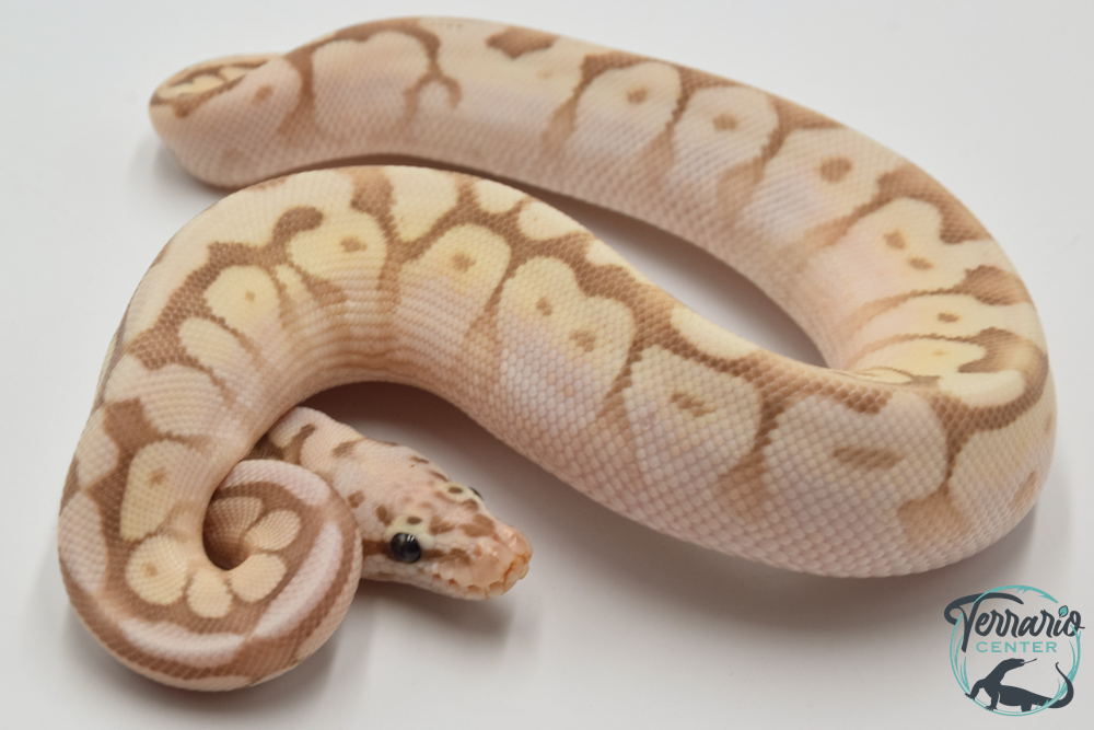 Python royal - Python regius Queen Bee