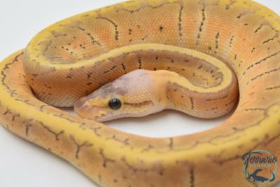 Python royal - Python regius Super Blast