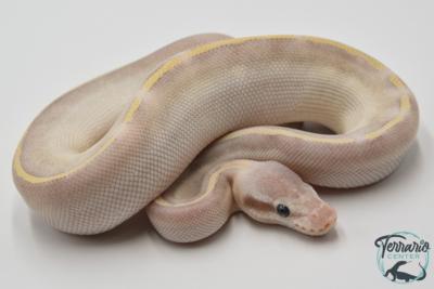 Python royal - Python regius Purple Passion Pastel