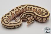 Python royal - Python regius Butter Leopard Spotnose