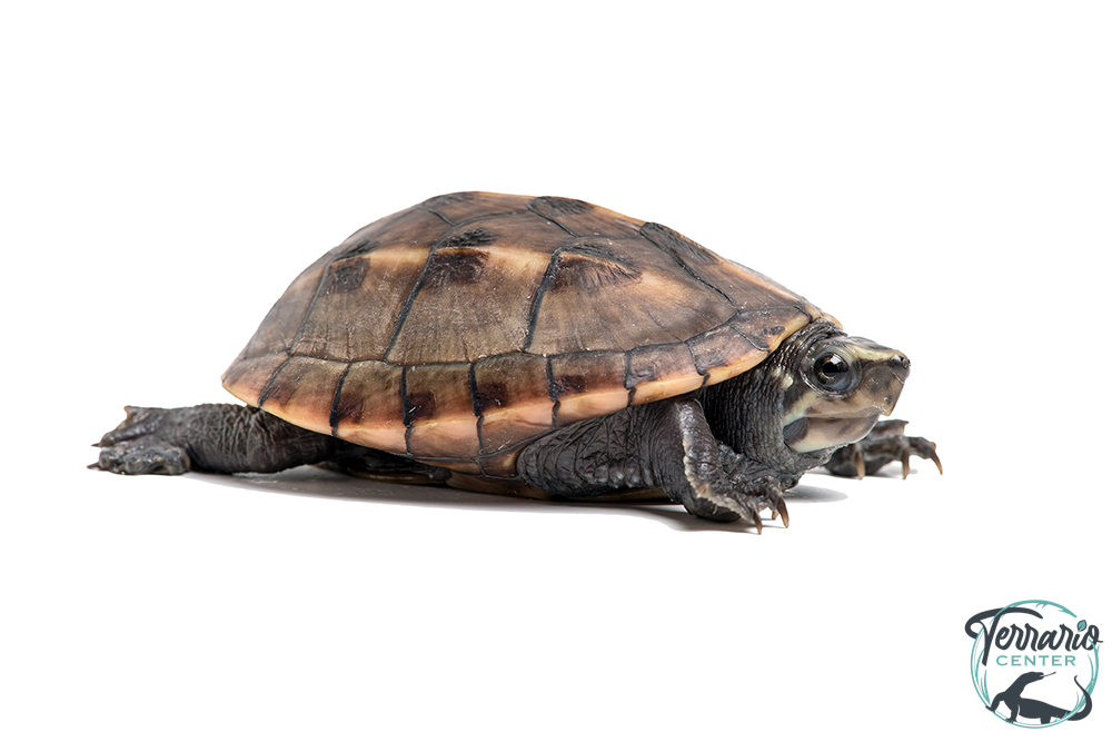 Kinosternon bauri - Cinosterne de boue rayée - NC ITALIE 2026