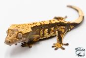 Correlophus ciliatus - Gecko à crête - NC 2025 -  42