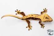 Correlophus ciliatus - Gecko à crête - NC 2025 -  47