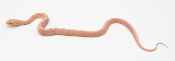 Serpent des blés - Pantherophis guttatus Butter Scaleless