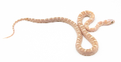 Serpent des blés - Pantherophis guttatus Goldust Scaleless