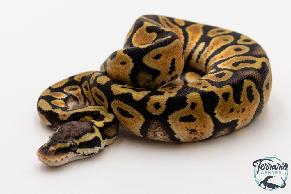 Python royal - Python regius Pastel