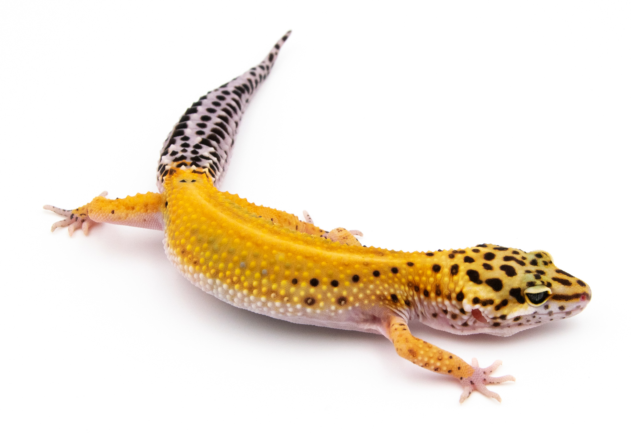 EJ105 - Gecko Léopard - Eublepharis Macularius Tangerine Stripe - &#9792;  - NC 2021