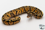 Python royal - Python regius Pastel Specter