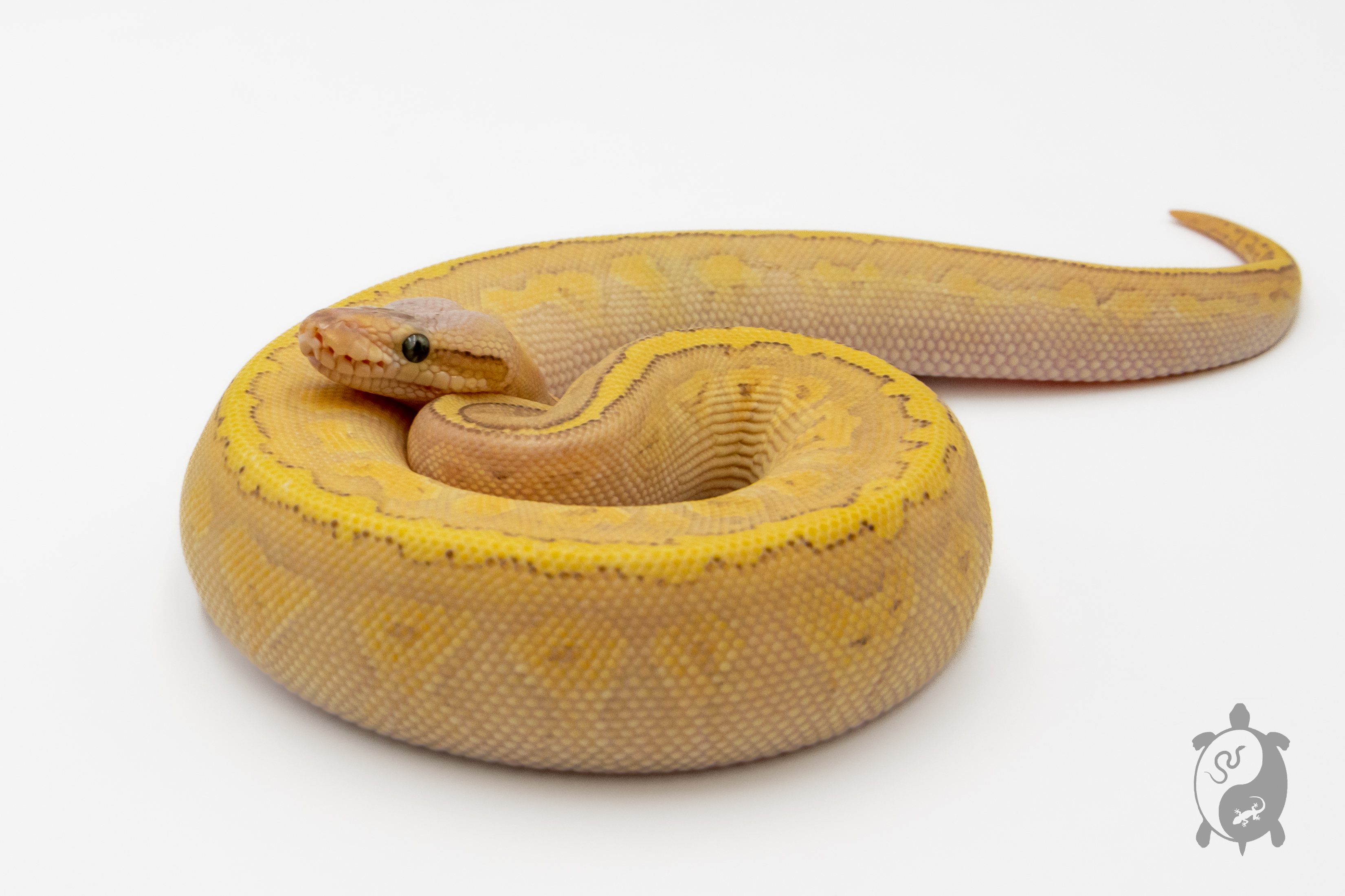 Python royal - Python regius Super Blast Lesser Yellow Belly