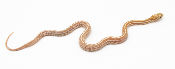 Serpent des blés - Pantherophis guttatus Tessera butter het Scaleless