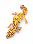 EJ159 - Gecko Léopard - Eublepharis Macularius bell- &#9792; - NC 2021