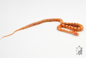 Serpent des blés - Pantherophis guttatus Reverse Okeetee Scaleless