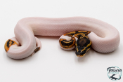 Python royal - Python regius Piebald Yellow Belly
