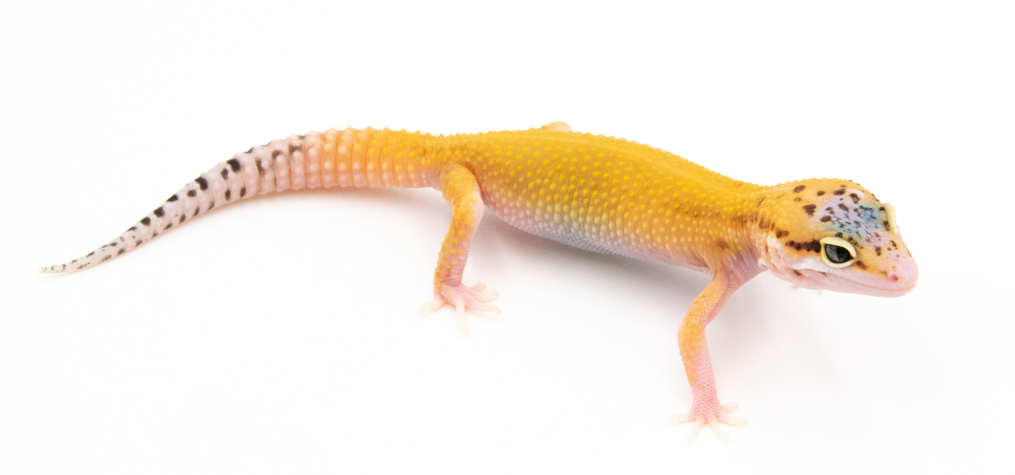 EG11 - Gecko Léopard - Eublepharis Macularius Eclipse - non sexé - NC 2022