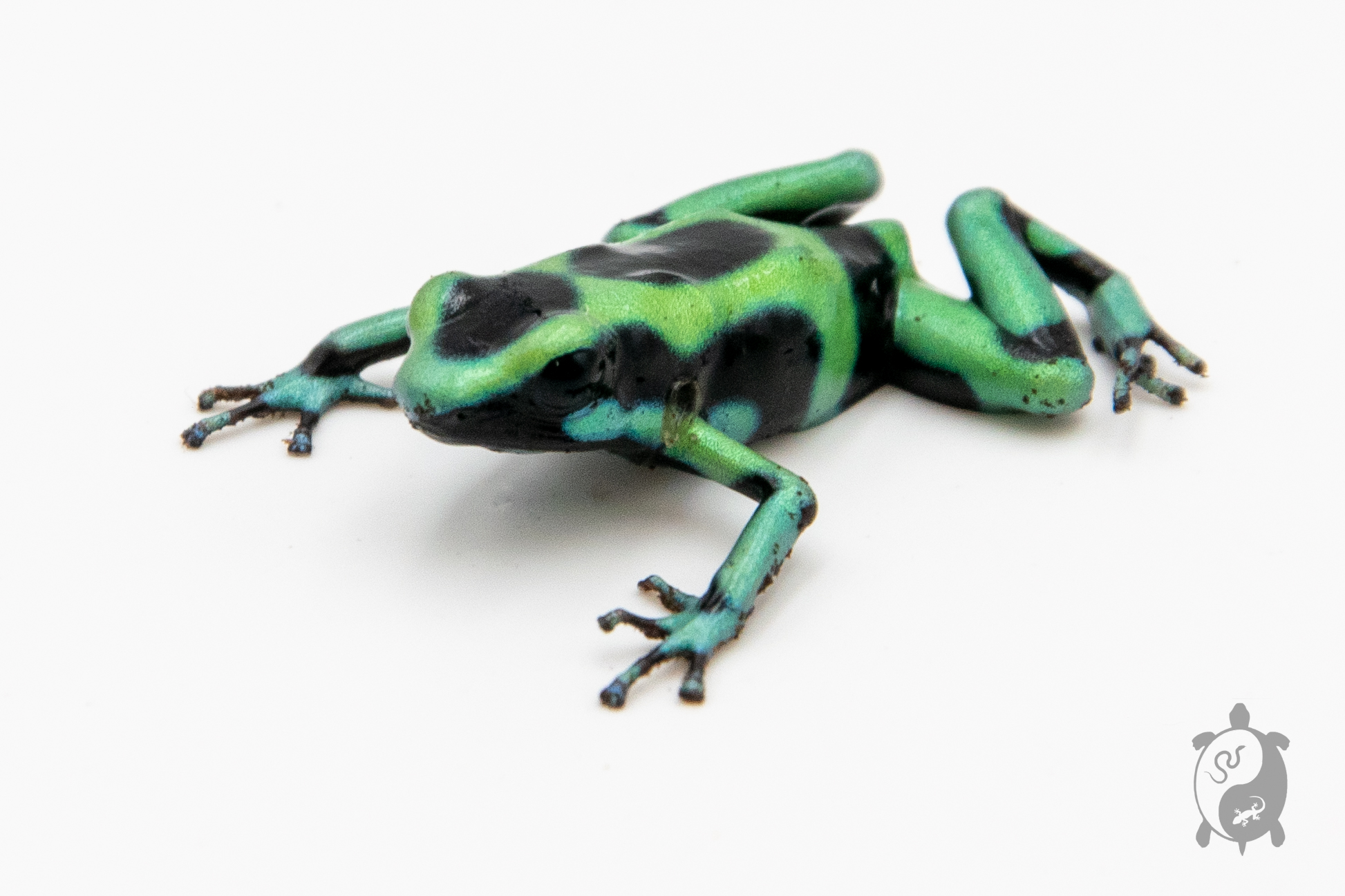 Dendrobates auratus - Dendrobate doré Green Microspot