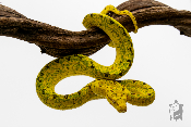 Morelia viridis Biak - Python vert arboricole - Mâle 250228500103023