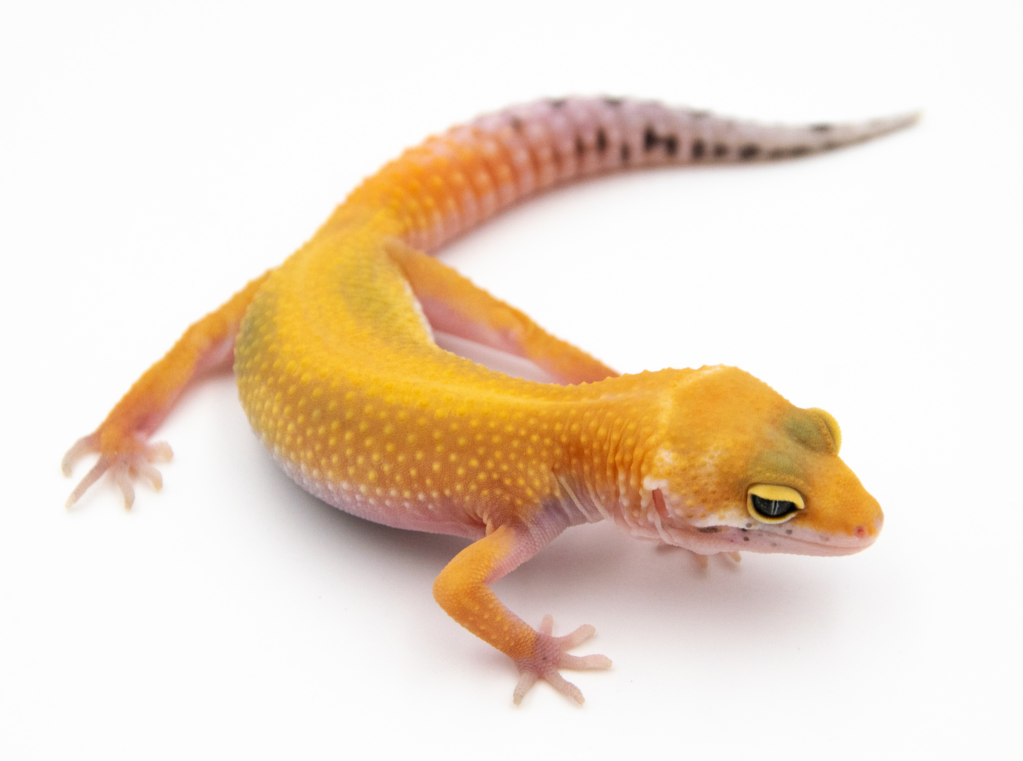 EG13 - Gecko Léopard - Eublepharis Macularius Stripe - non sexé - NC 2022