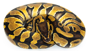 Python royal - Python regius Enchi
