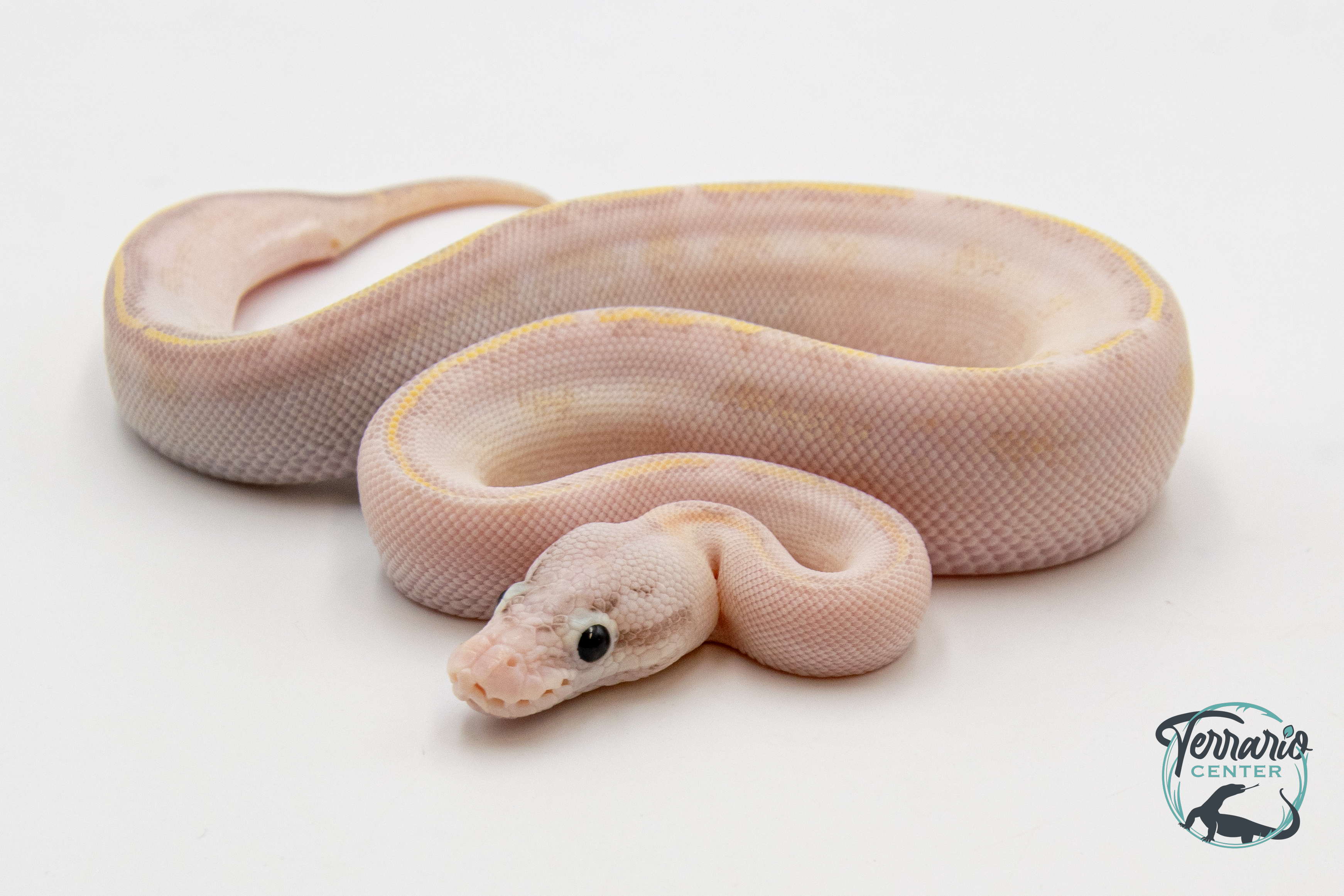 Python Royal - Python regius Ivory Pastel