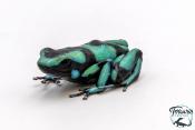Dendrobates auratus - Dendrobate doré "Bahia Solano"