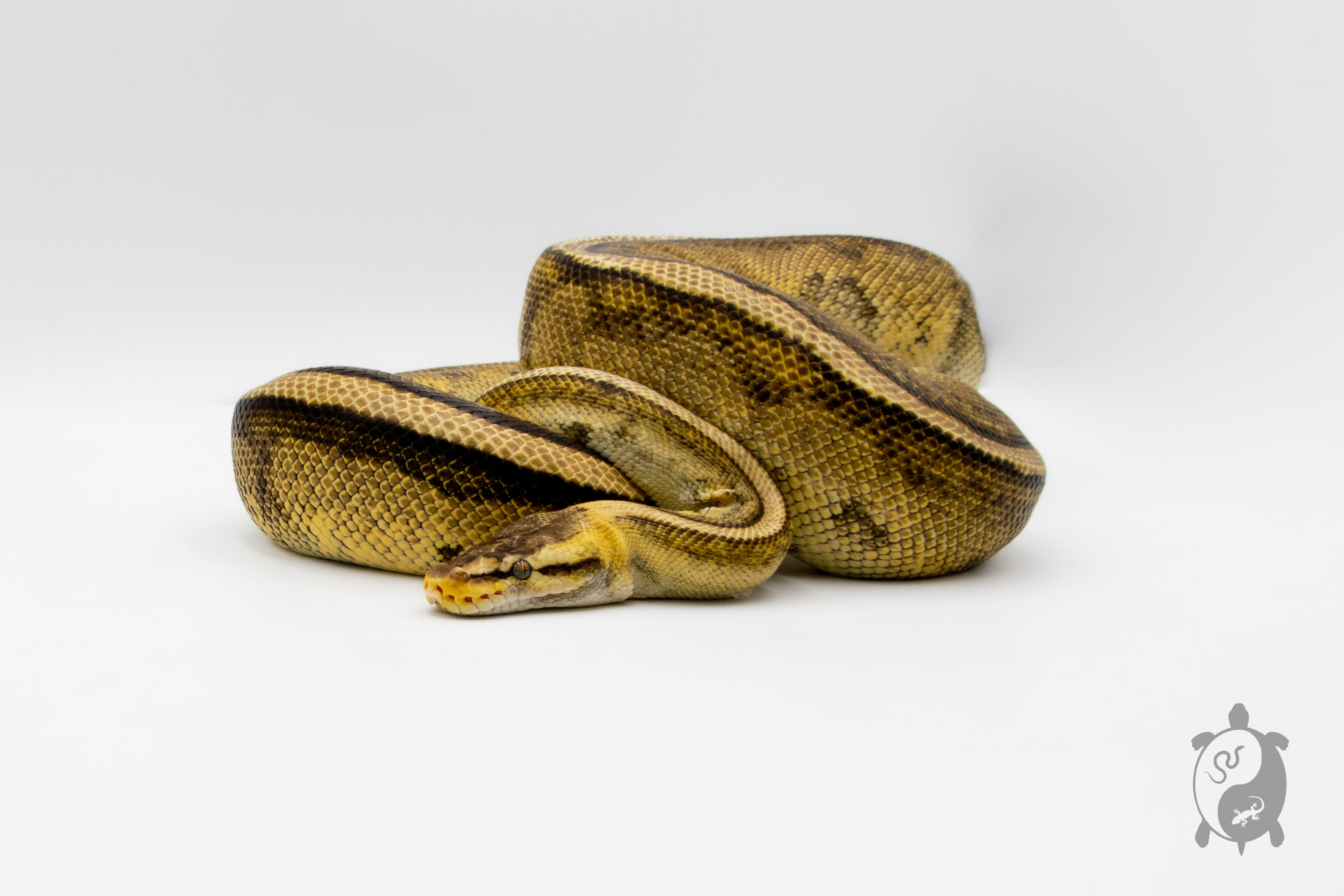 Python royal - Python regius Genetic Stripe Pastel - Adulte