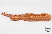 Boa constricteur - Boa imperator Albinos Kahl het Blood