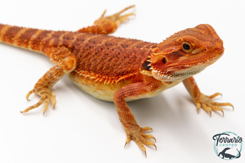 Pogona vitticeps - Agame barbu - Red Monster