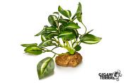 Pothos Panaché sur Pied - 10 cm