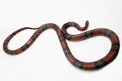 Lampropeltis triangulum hondurensis - Serpent faux corail - Mâle Adulte