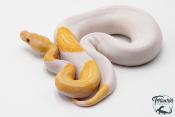 Python royal - Python regius Piebald Lavender Albino - Dreamsicle