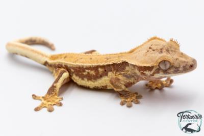 Correlophus ciliatus Lily White - Gecko à crête - NC 2025 -  30