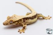 Correlophus ciliatus Lily White - Gecko à crête - NC 2025 -  34