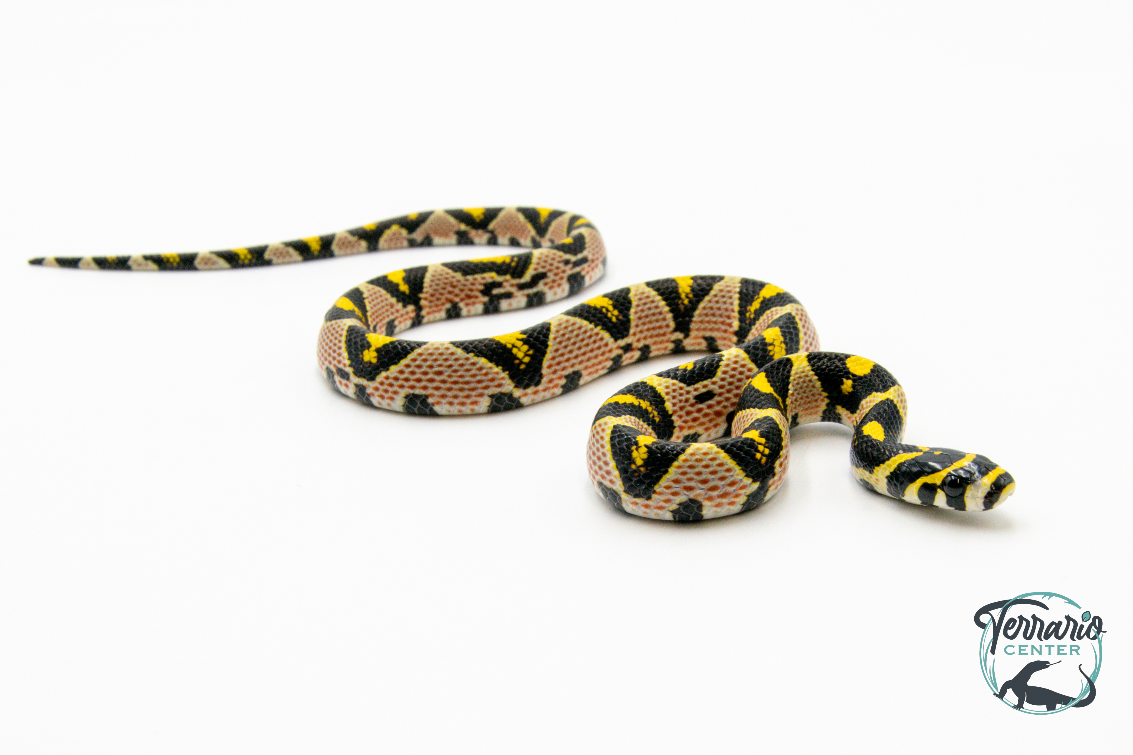 Euprepiophis mandarinus - Couleuvre de Jade - Souche Vietnam