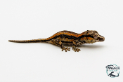 Rhacodactylus auriculatus - Gecko gargouille - 12 - NCUE - PH2024040917331449