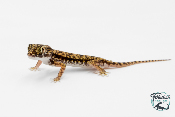 Stenodactylus petrii - Gecko des dunes