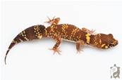 Underwoodisaurus milii - Gecko aboyeur