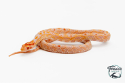 Serpent des blés - Pantherophis guttatus Okeetee Reverse Albinos Extreme
