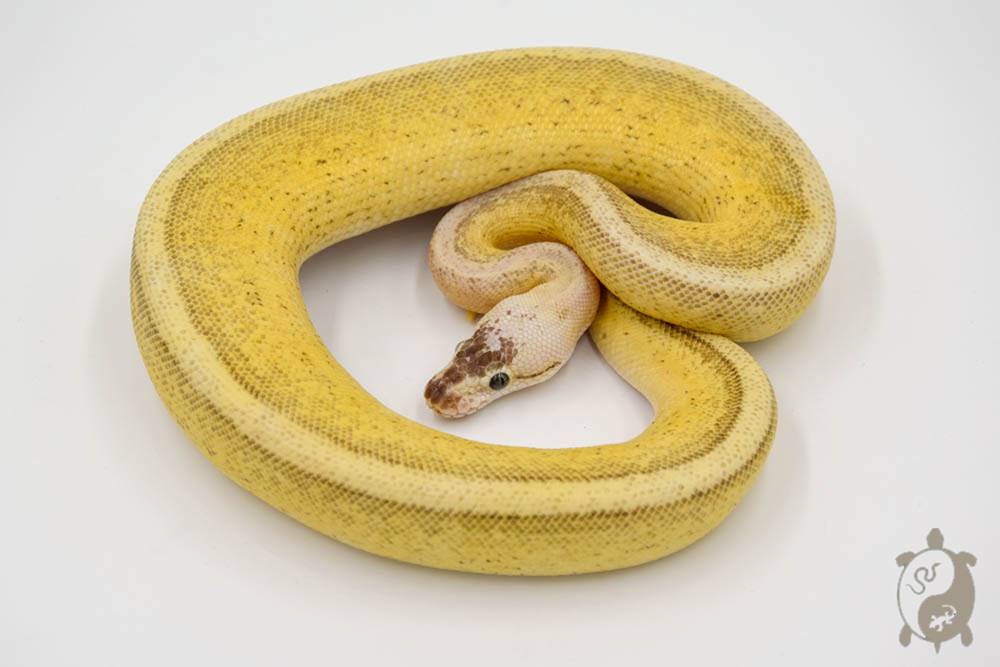 Python regius Super Stripe Lemon Blast