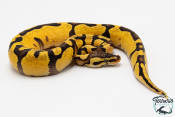 Python royal - Python regius Enchi Pastel